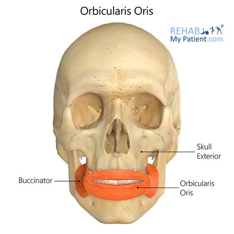 function of orbicularis oris